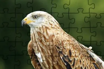 Foto jigsaw puzzle