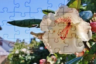 Foto jigsaw puzzle