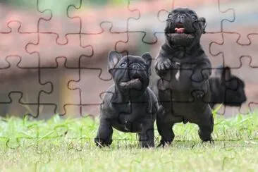 Foto jigsaw puzzle