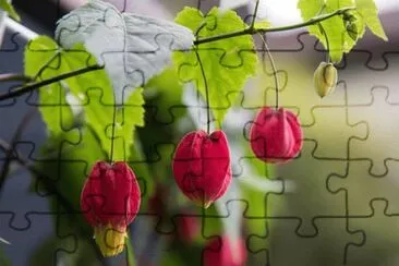 OK jigsaw puzzle