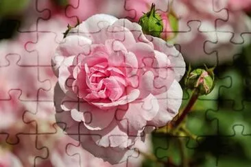  jigsaw puzzle