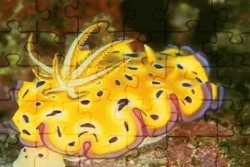 361 jigsaw puzzle