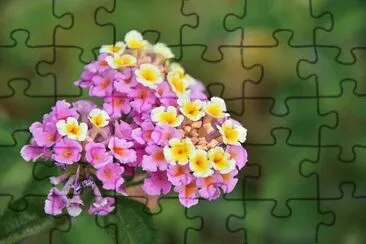 OK jigsaw puzzle