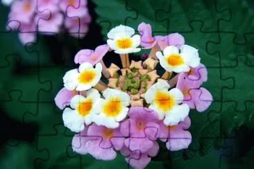 OK jigsaw puzzle