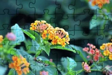 OK jigsaw puzzle
