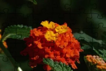 OK jigsaw puzzle