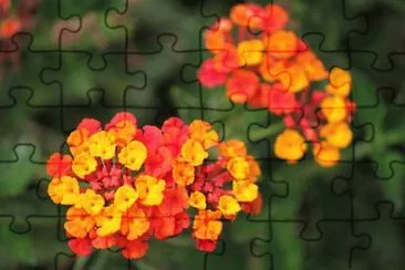  jigsaw puzzle