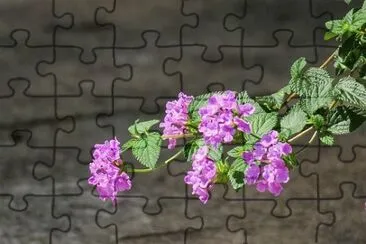  jigsaw puzzle