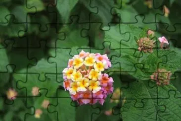 OK jigsaw puzzle
