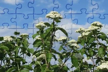 OK jigsaw puzzle