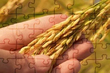 Foto jigsaw puzzle