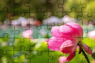  jigsaw puzzle