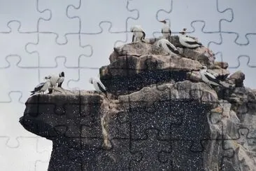 פאזל של Foto