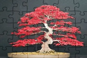 477
