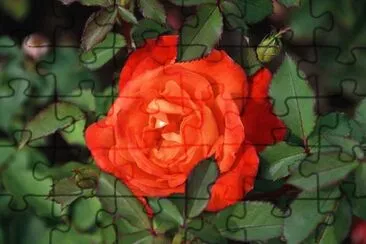 OK jigsaw puzzle