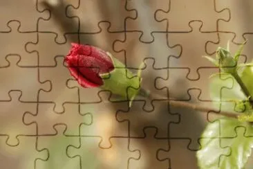 OK jigsaw puzzle