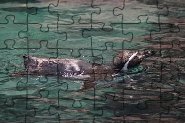 Foto jigsaw puzzle