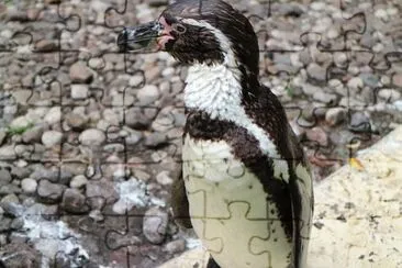 Foto jigsaw puzzle