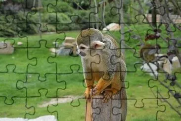 פאזל של Foto