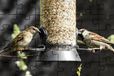 Foto jigsaw puzzle