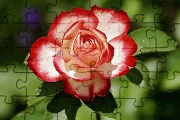 512 jigsaw puzzle