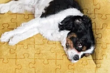 Foto jigsaw puzzle