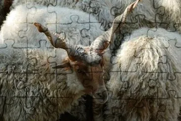 Foto jigsaw puzzle