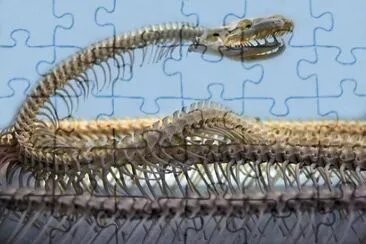 Foto jigsaw puzzle