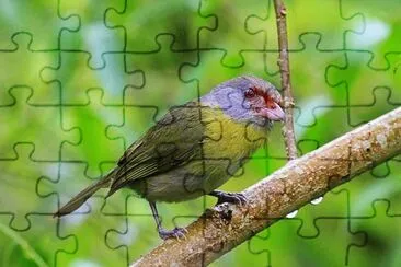 Foto jigsaw puzzle