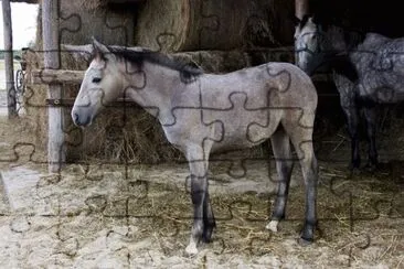 Foto jigsaw puzzle