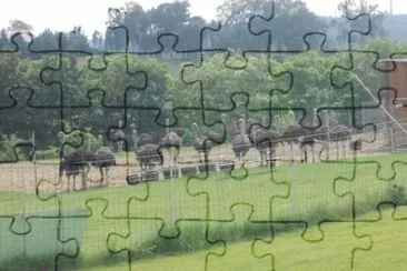 puzzler74