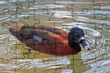 Anatra di hartlaub jigsaw puzzle
