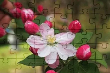 OK jigsaw puzzle