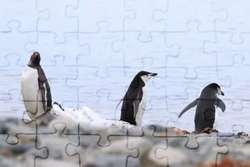 PINGÃœINOS jigsaw puzzle