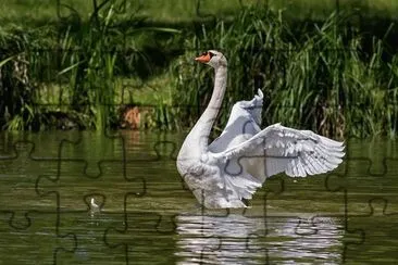 CISNE jigsaw puzzle