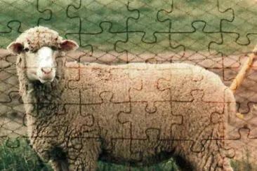 Trimeticcia jigsaw puzzle