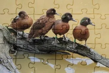 Alzavola delle campbell jigsaw puzzle