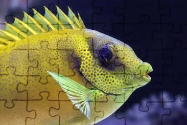 Foto jigsaw puzzle