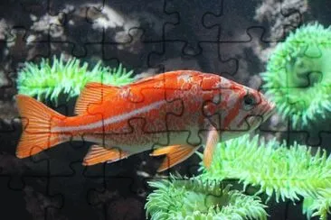 Foto jigsaw puzzle
