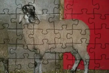 Alpagota