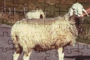 Di corteno