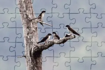 Rondine testanera jigsaw puzzle