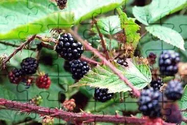 Autumn Fruit
