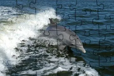 Cetaceo dentato jigsaw puzzle