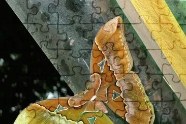 Rothschildia orizaba