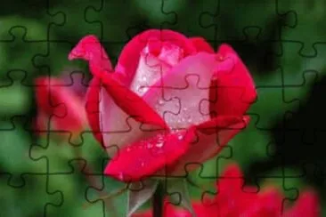 Foto jigsaw puzzle
