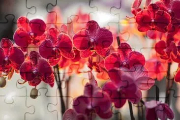 Foto jigsaw puzzle