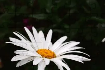 margarita blanca