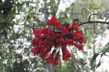 flor de altura jigsaw puzzle