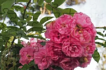 rosa silvestre jigsaw puzzle